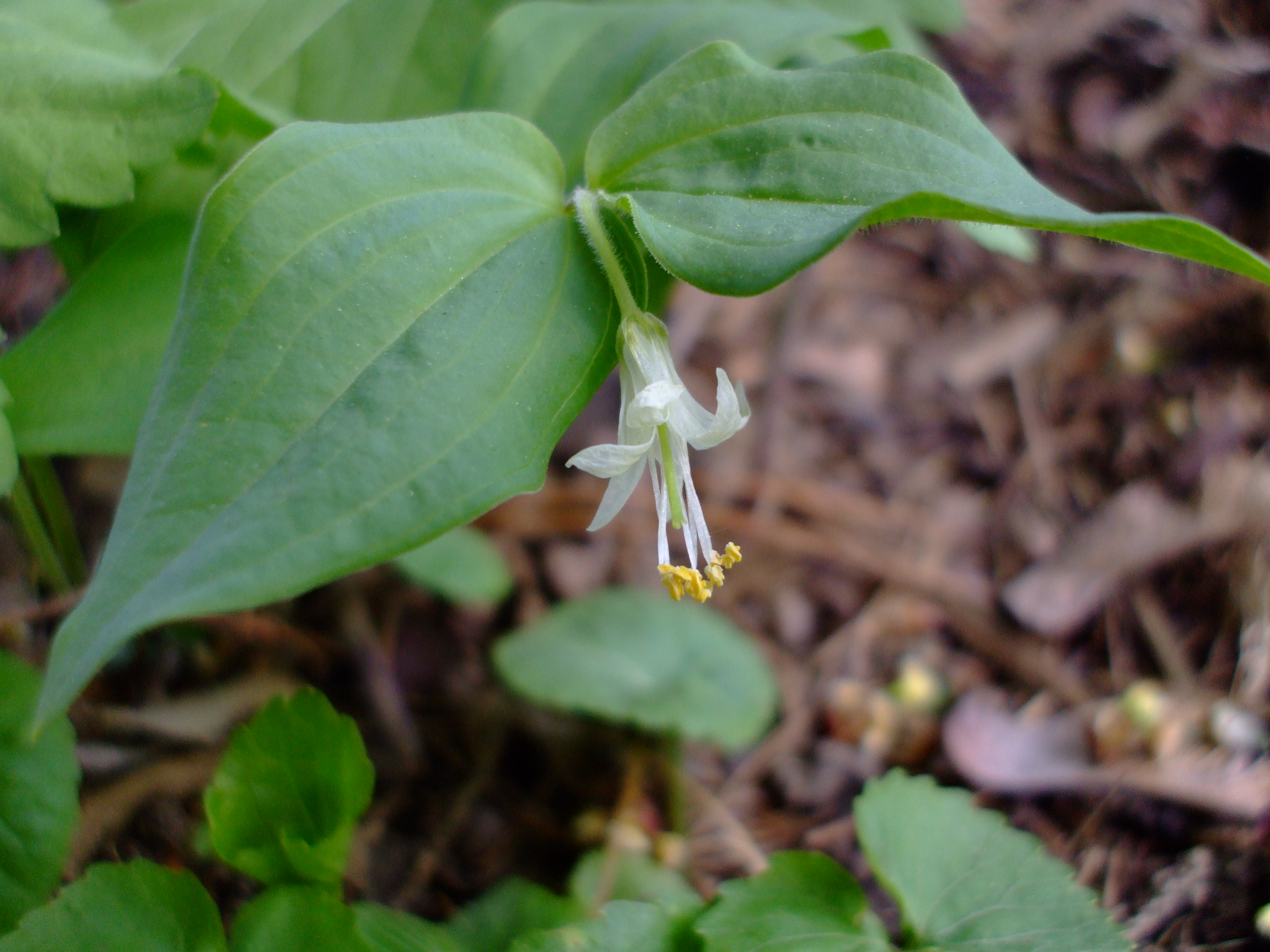 Disporum hookeri
